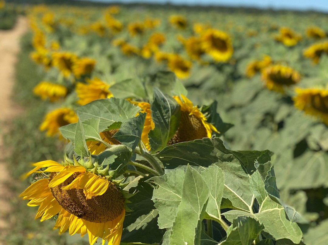North Fork Sunflower Maze景点图片