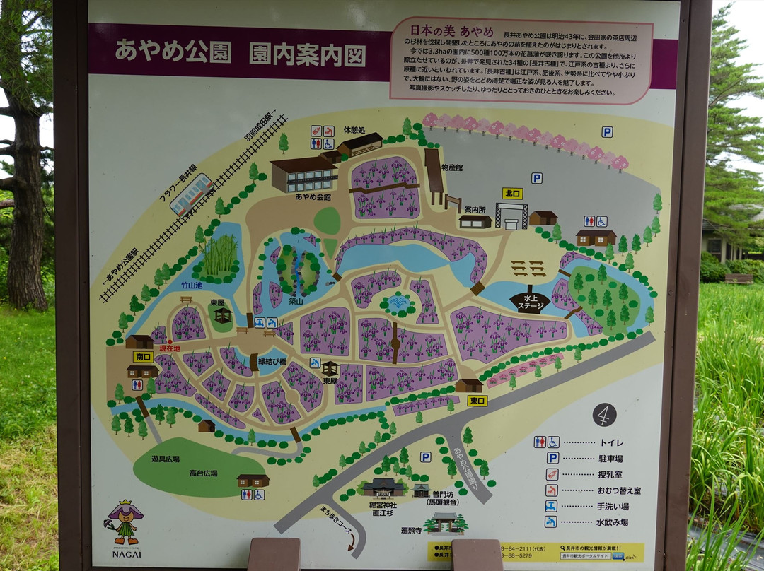 Nagai Ayame Park景点图片
