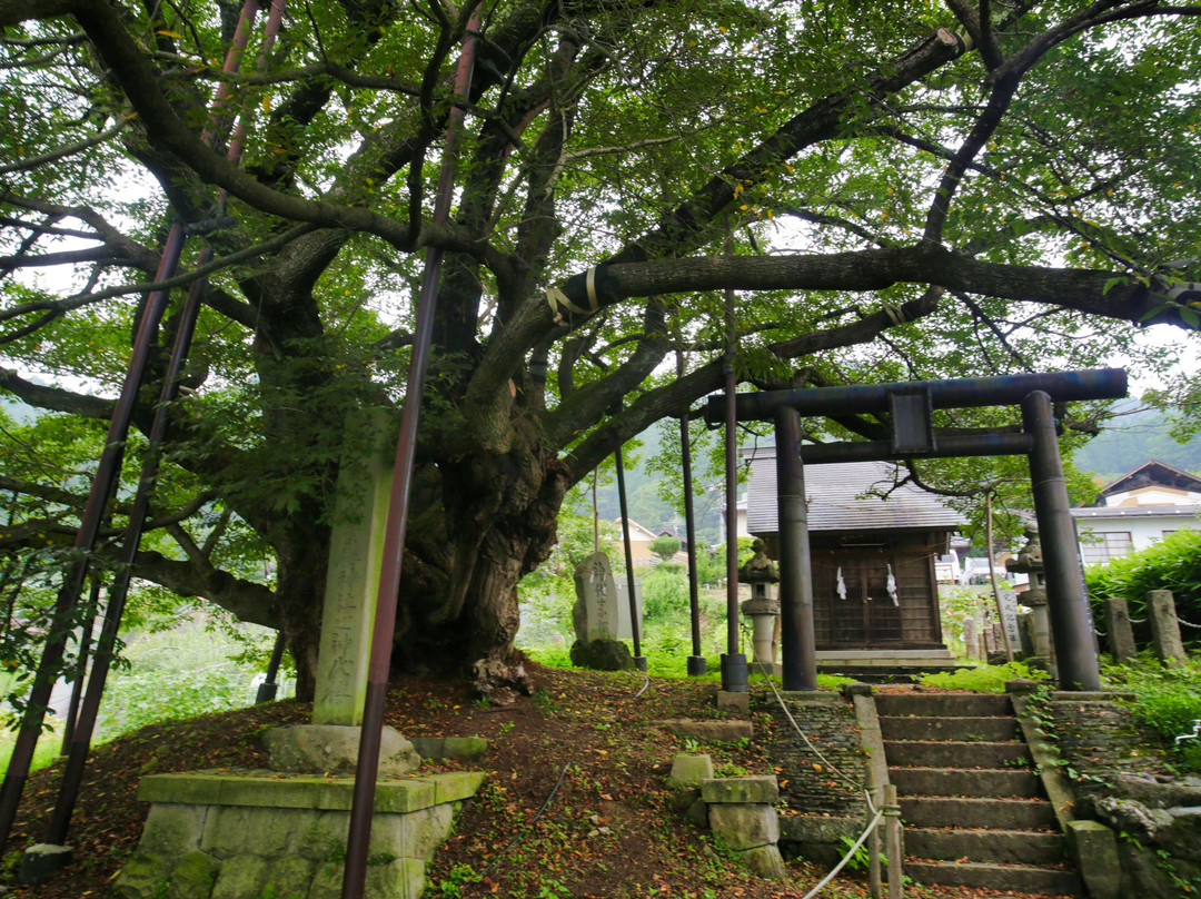 Jindaizakura of Suzakura Shrine-长野县必去景点