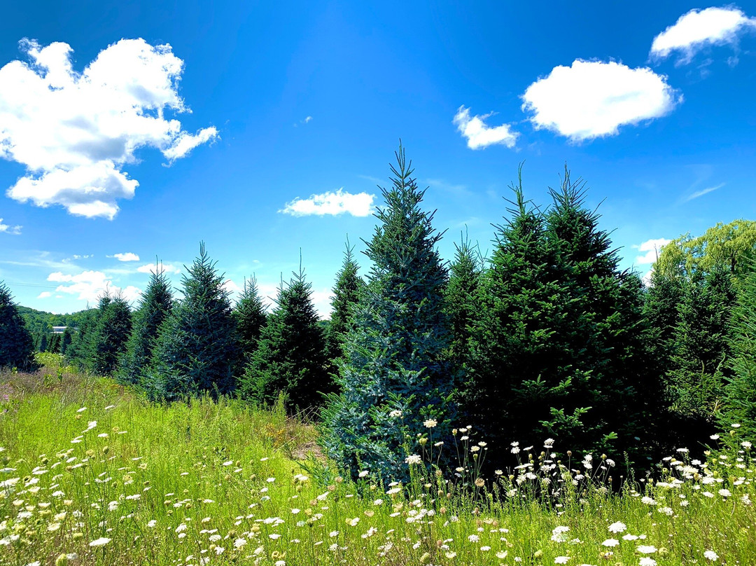 Dutchman Tree Farm景点图片