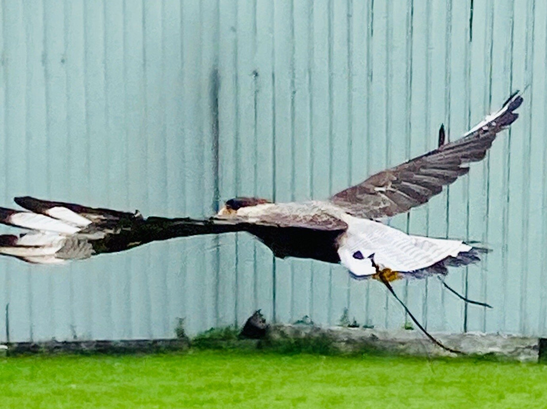 Burren Birds of Prey Centre-Ballyvaughan必去景点