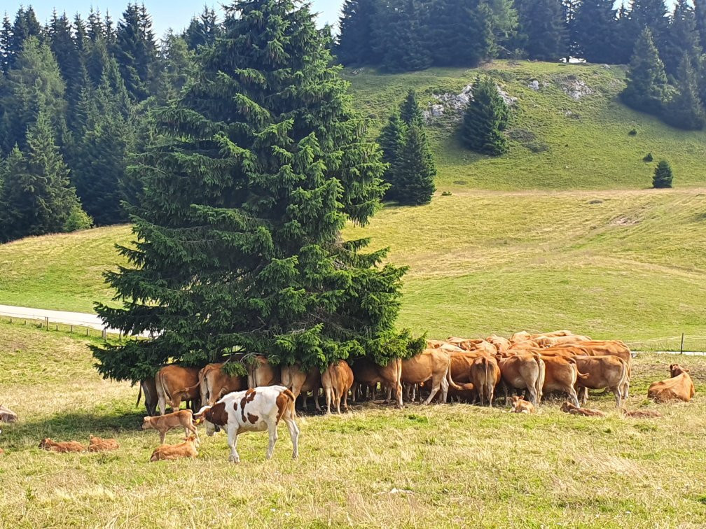 Rifugio Peller