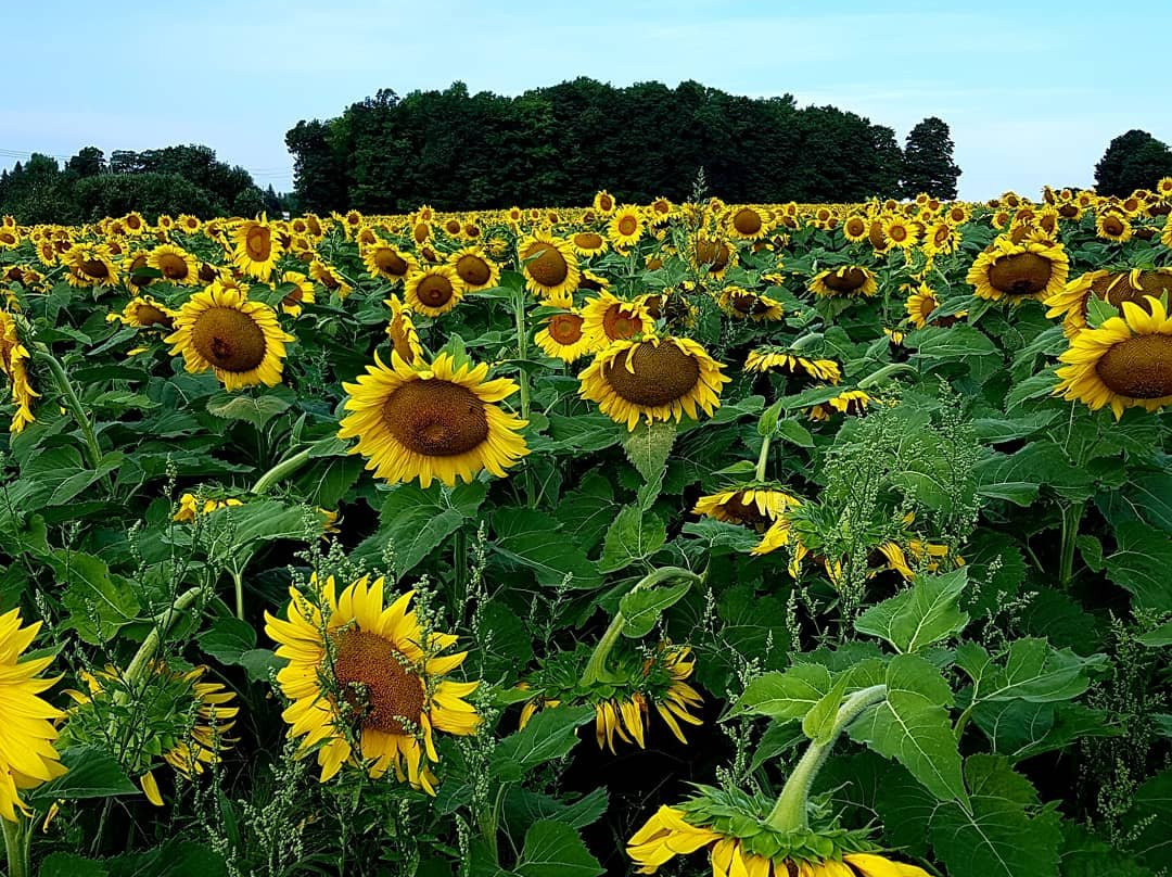 The Sunflower Farm景点图片