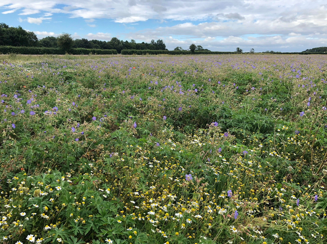 Naturescape British Wild Flowers景点图片