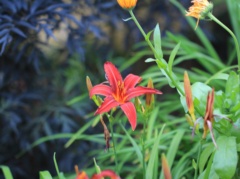 Mühlengarten Heinzlgrün-Waldmunchen必去景点