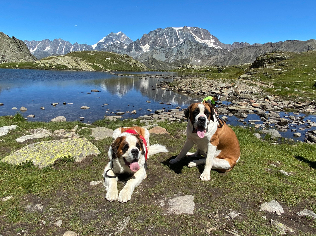Great St. Bernard Pass景点图片