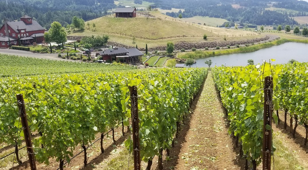 Dukes Family Vineyard