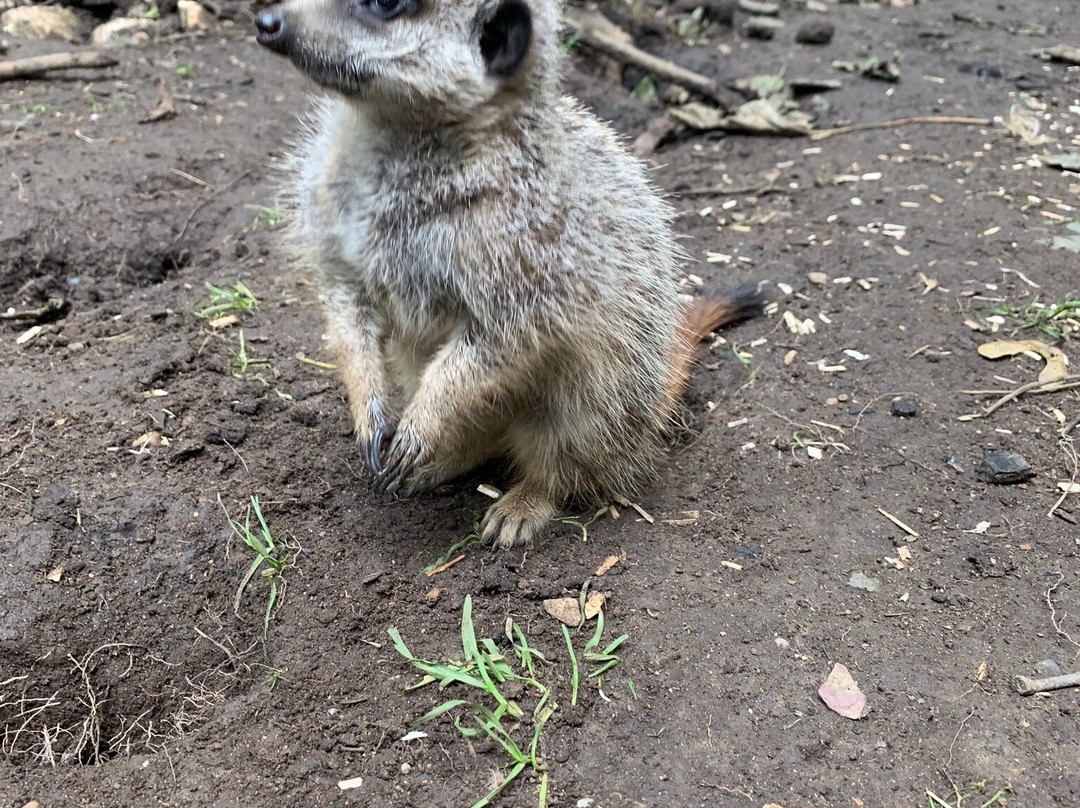 Bridlington Animal Park景点图片