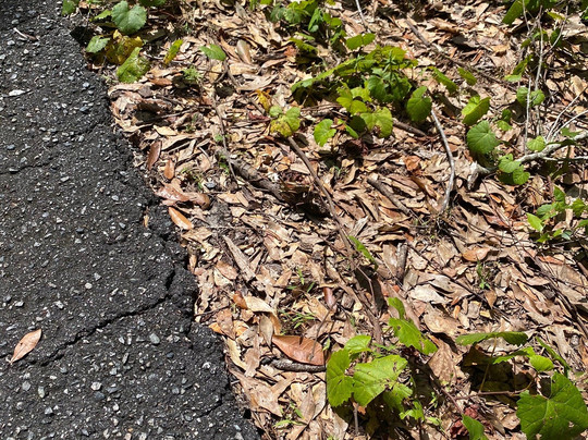 Ringhaver Park/Ortega River Nature Preserve-杰克逊维尔必去景点