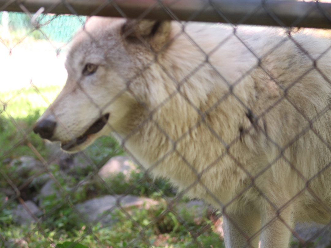 Lakota Wolf Preserve景点图片