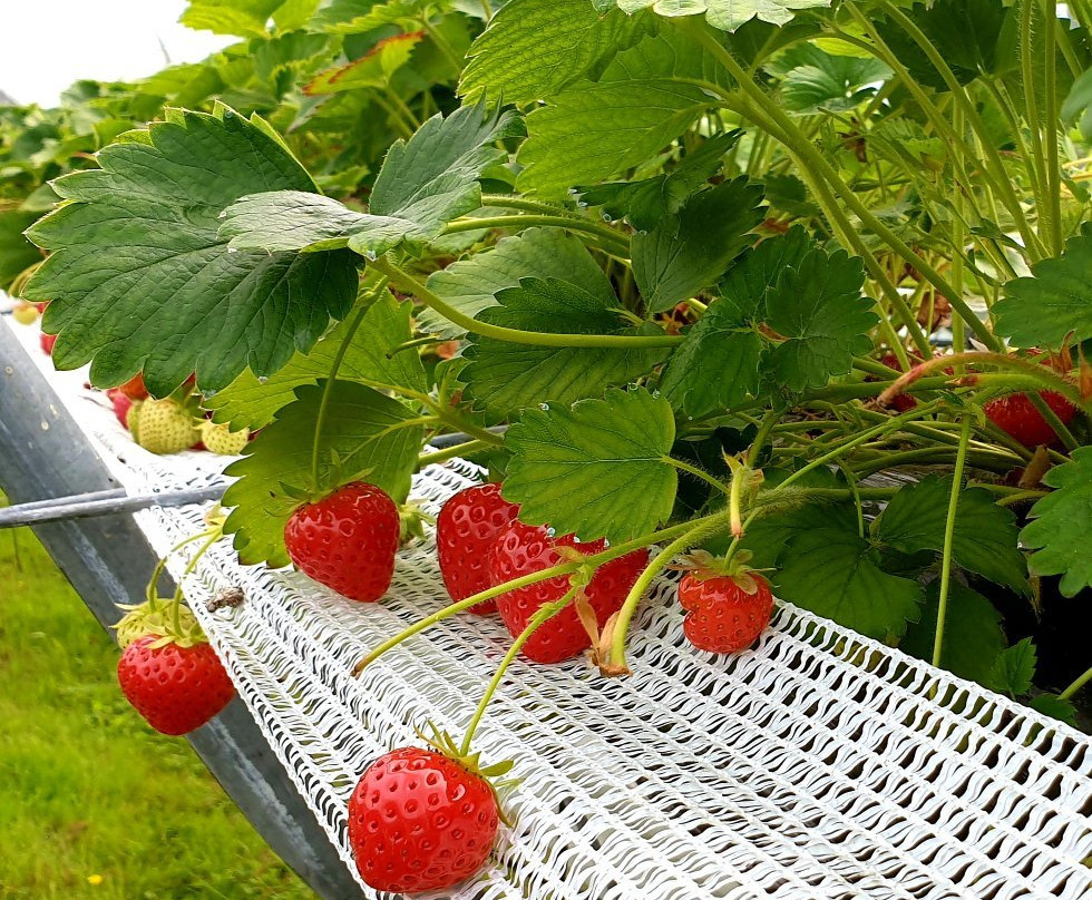 De Zelfpluktuin-特塞尔必去景点