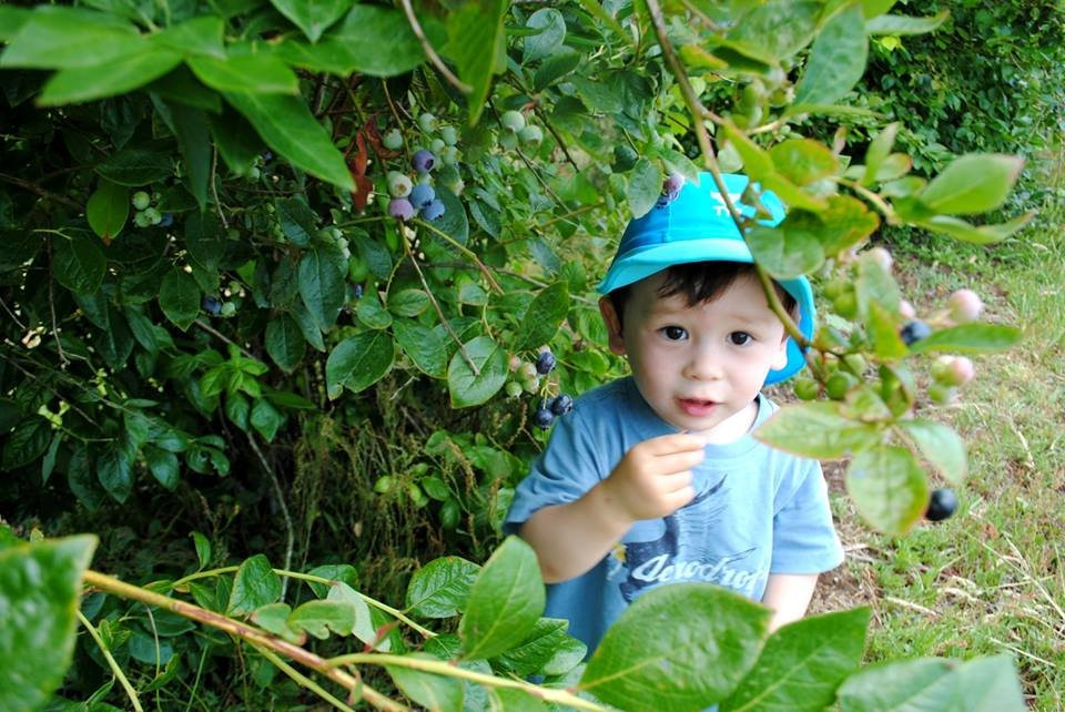 Blueberry Country Ltd.景点图片