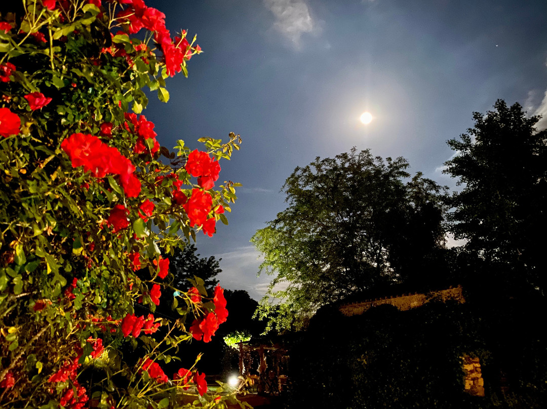 Mas Carreras 1846主图