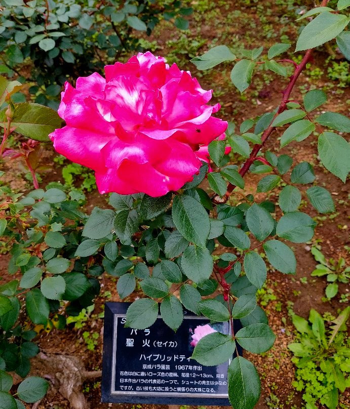Sayama City Urban Botanical Garden-狭山市必去景点