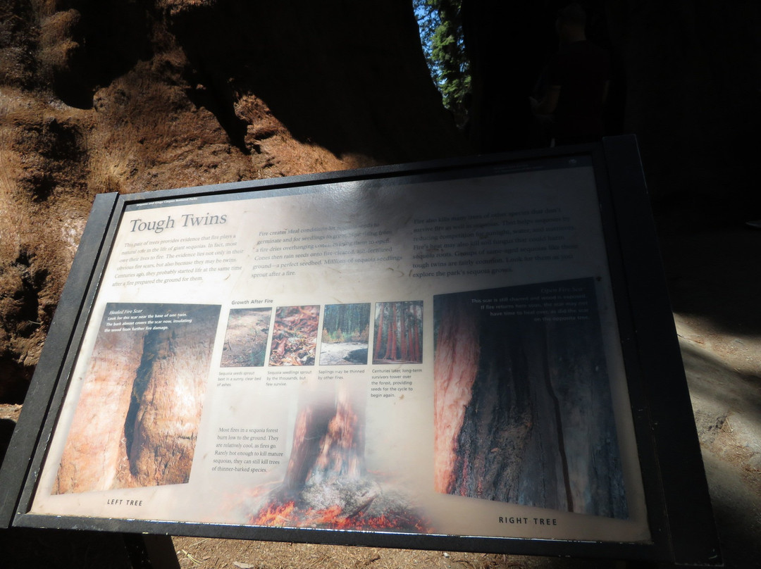 The Tough Twins-红杉&国王峡谷国家公园必去景点