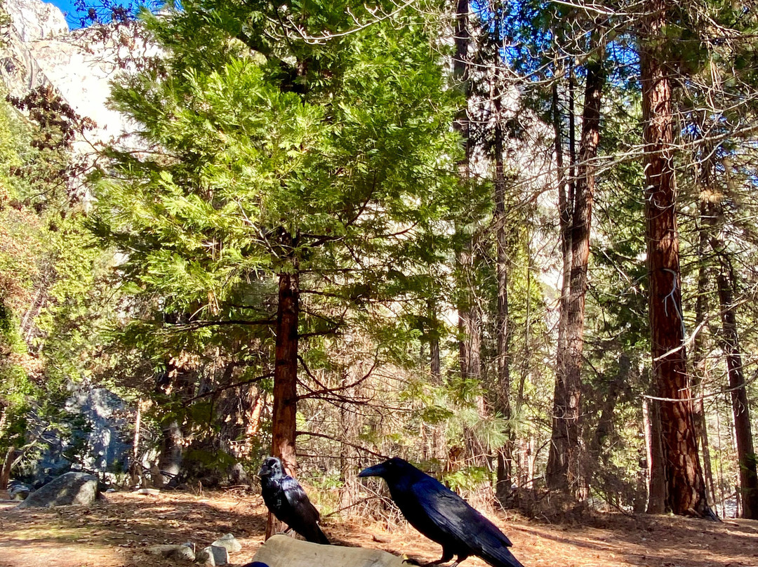 Lower Yosemite Fall Trail景点图片