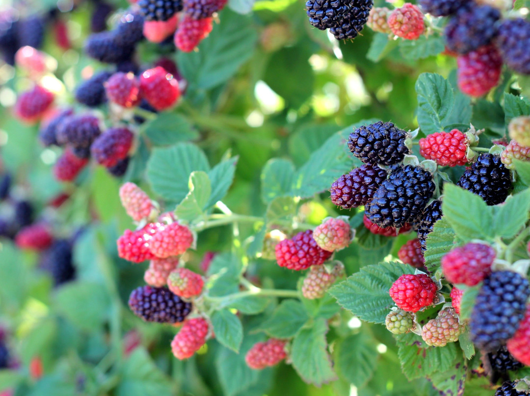 Boa Vista Orchards-普莱瑟维尔必去景点
