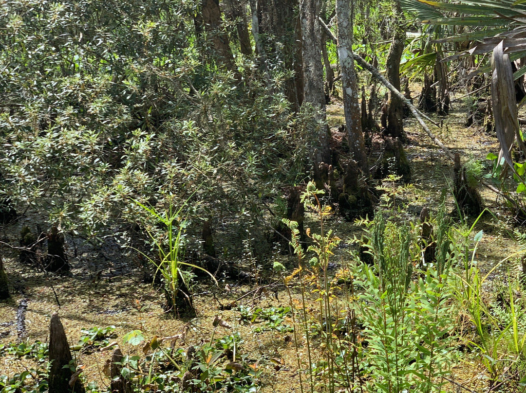 Barataria Preserve景点图片