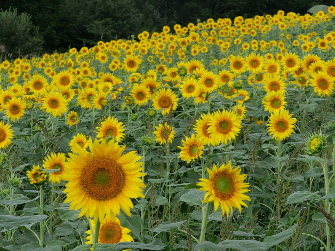 Sannokura Ski Area-喜多方市必去景点
