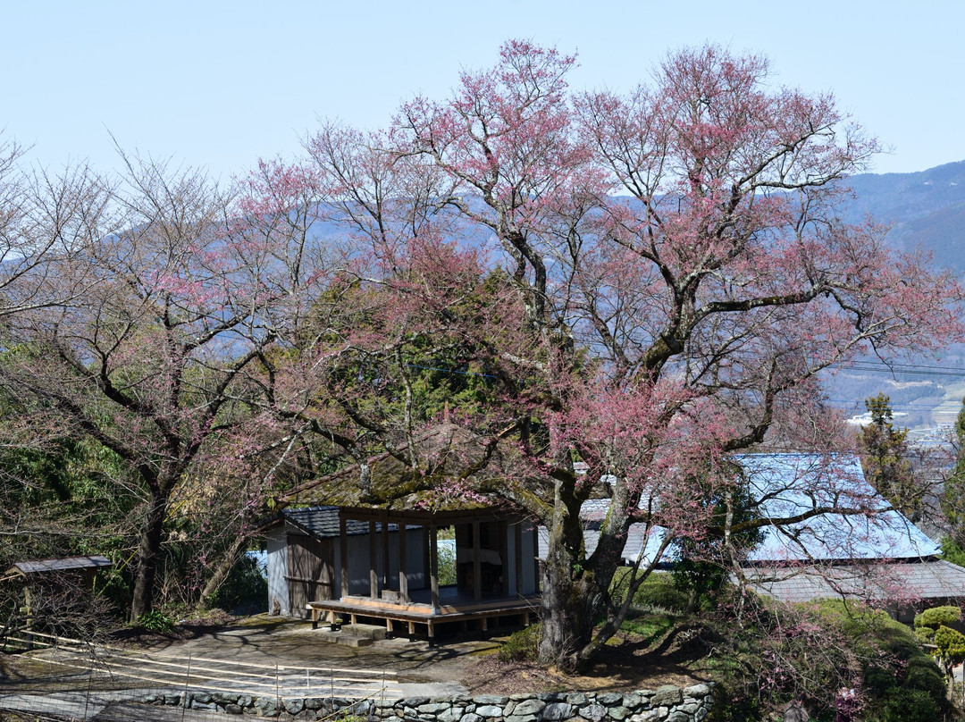 Shibanai Sakurado no Hyotan Sakura-剑町必去景点