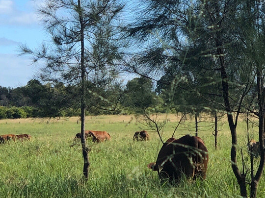 Oxley Creek Common-布里斯班必去景点