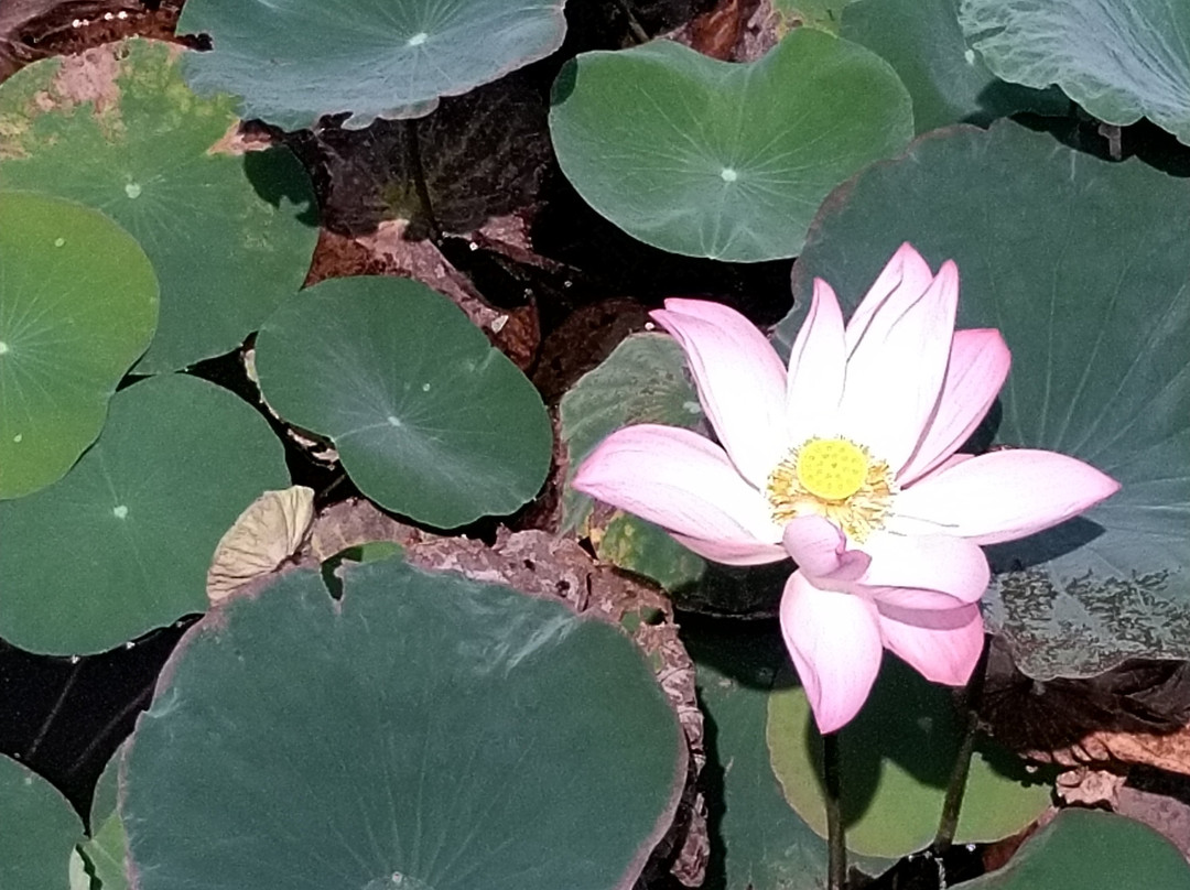 Cyberjaya Lake Gardens景点图片