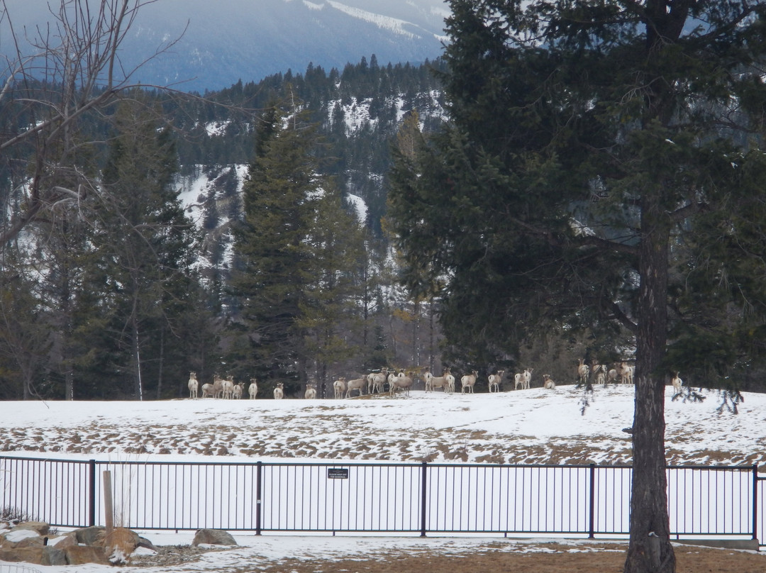 Bighorn Meadows Resort主图