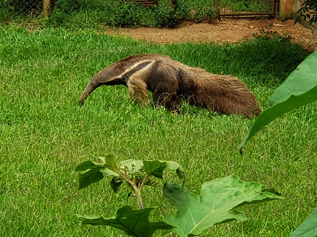 Zoo Park da Montanha景点图片