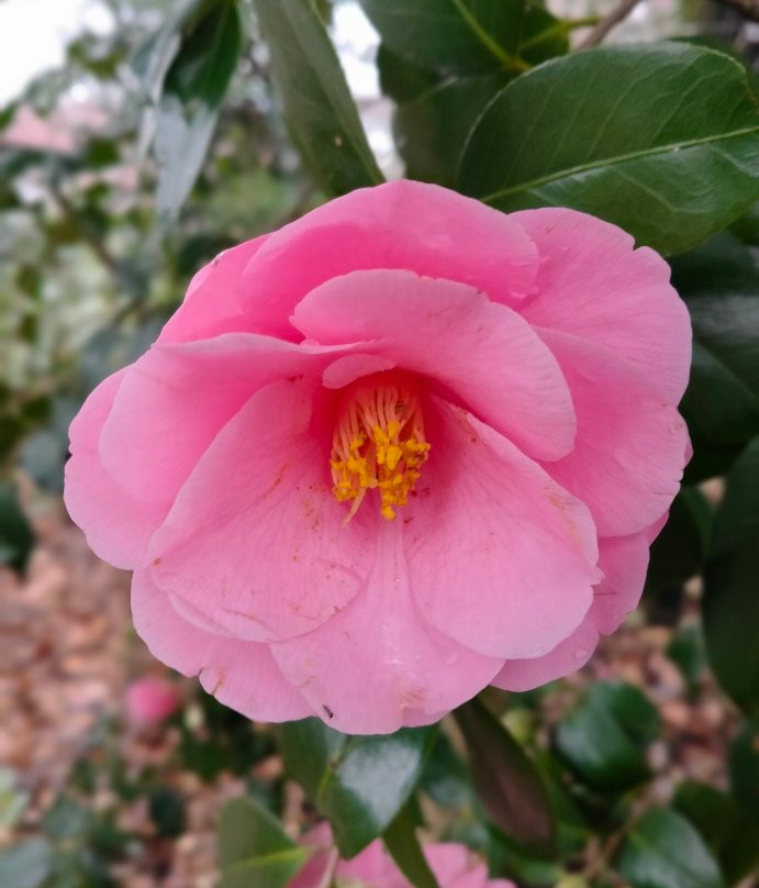 Saitama Prefecture Flowers and Green Promotion Center-川口市必去景点