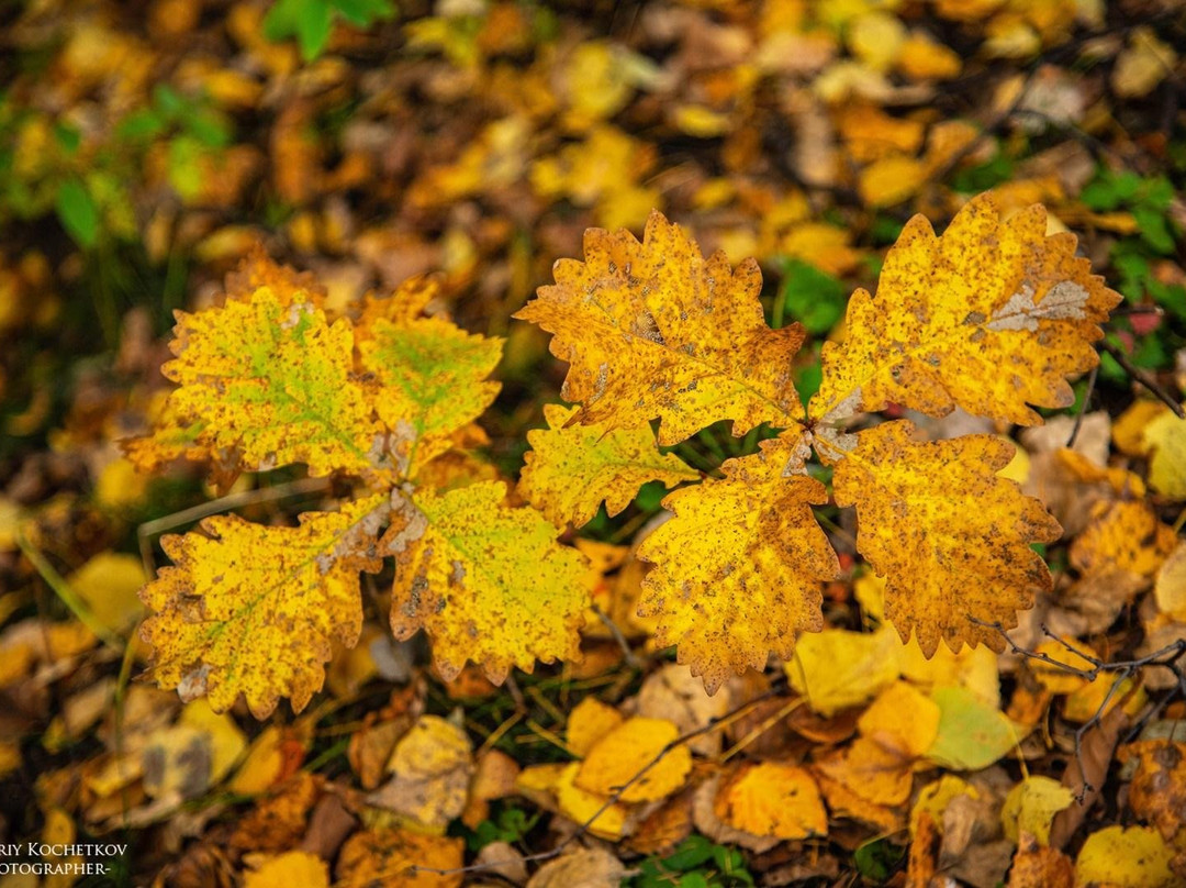 Silinskiy Park of Leisure And Recreation-Komsomolsk-on-Amur必去景点