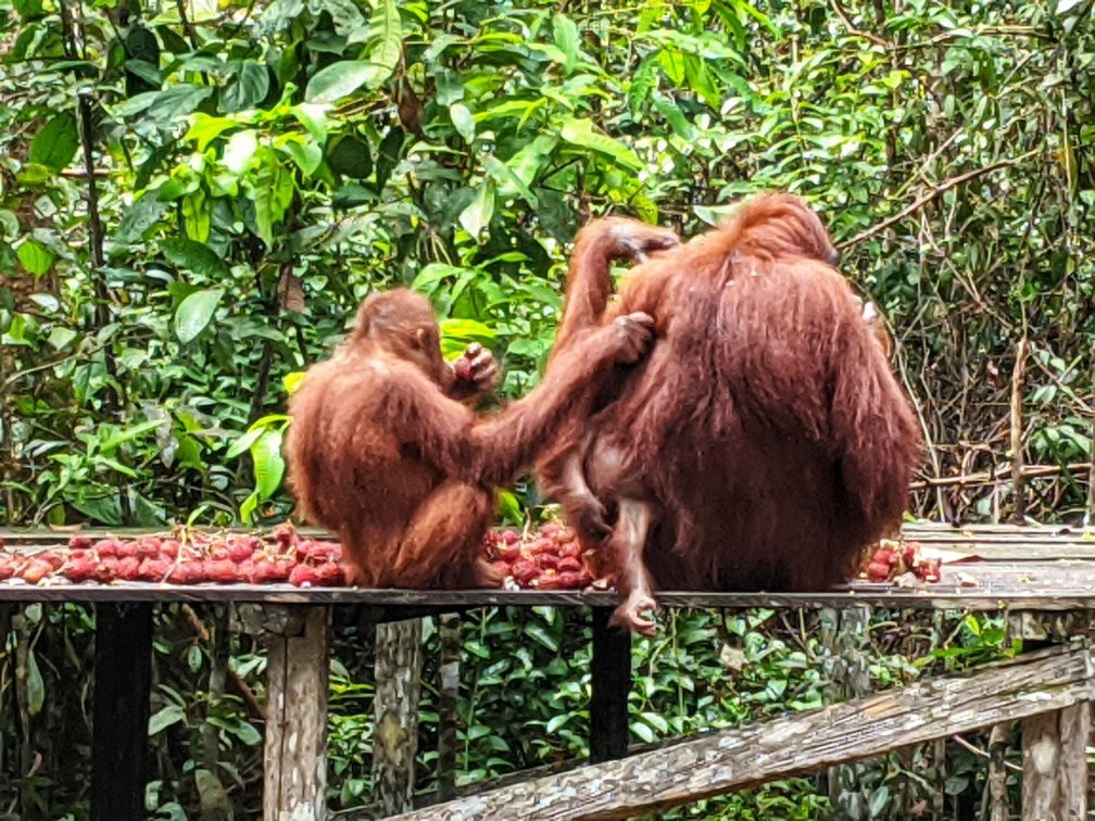 Orangutan tour - Varada Borneo景点图片