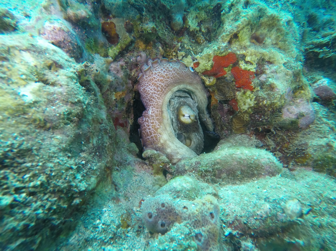 SALT-Toucari必去景点