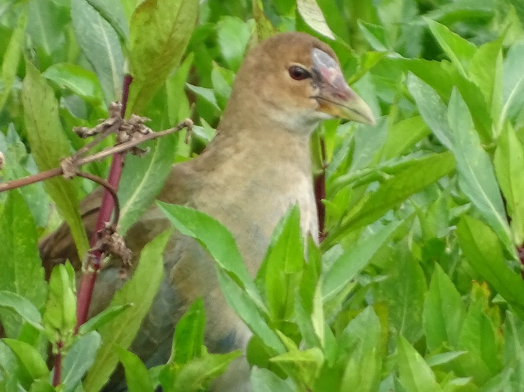 Humedal El Jaboque-波哥大必去景点