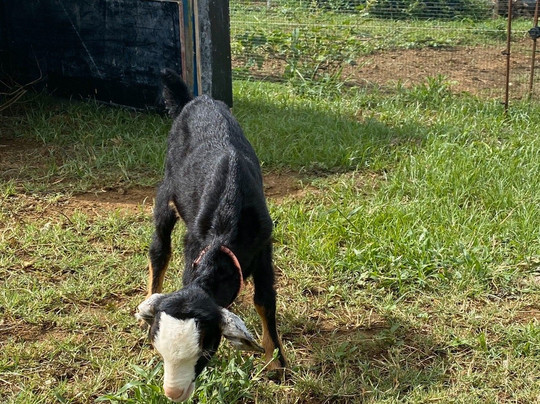 Les Calèches du Paradis-大湾必去景点