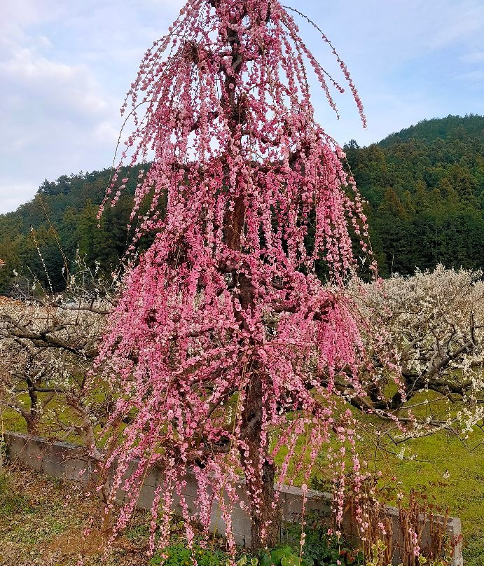 Miyazaki Farm-越生町必去景点