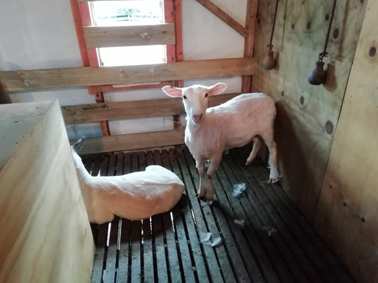 Geraldine Farm Tours-杰拉尔丁必去景点