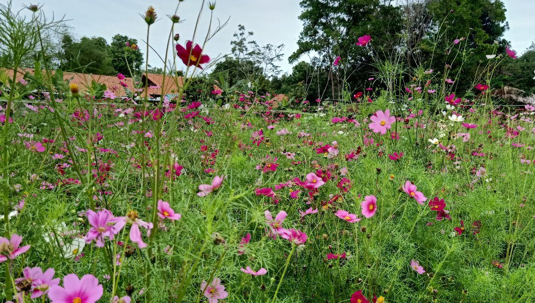 Ha Gia Ecolodge & Riverside主图