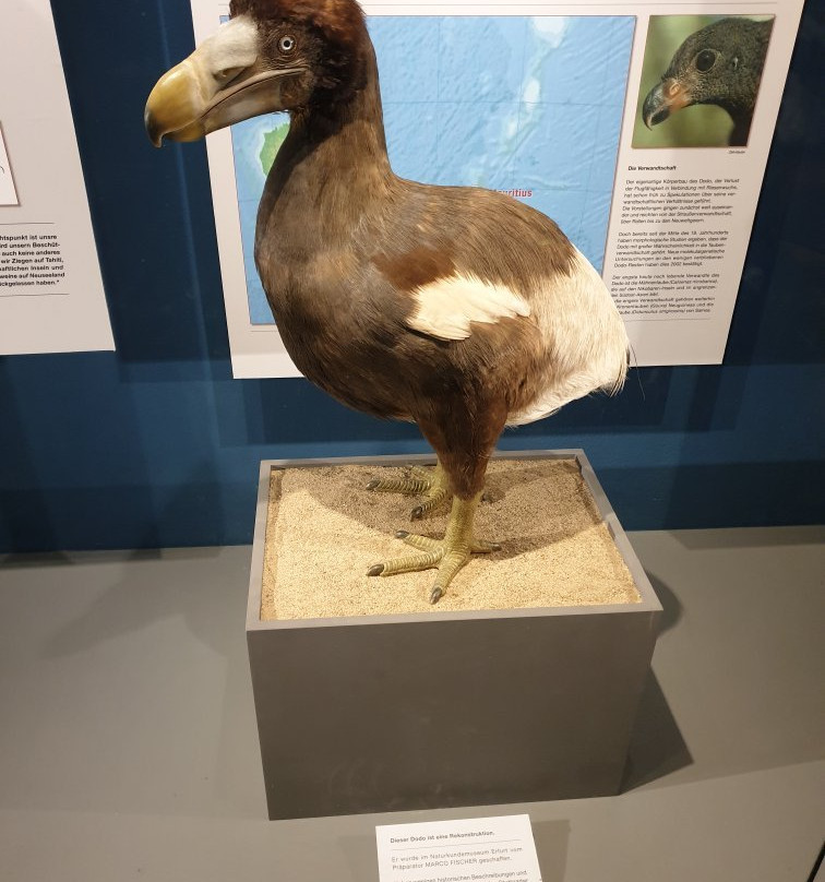 Naturkundemuseum-爱尔福特必去景点