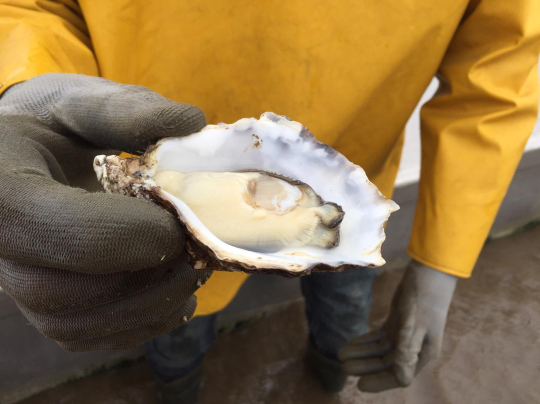 Kerry Premium Oysters-Killorglin必去景点