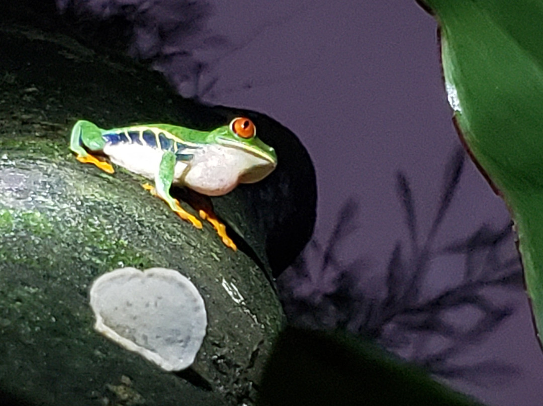 Arenal Sanctuary Reserve景点图片