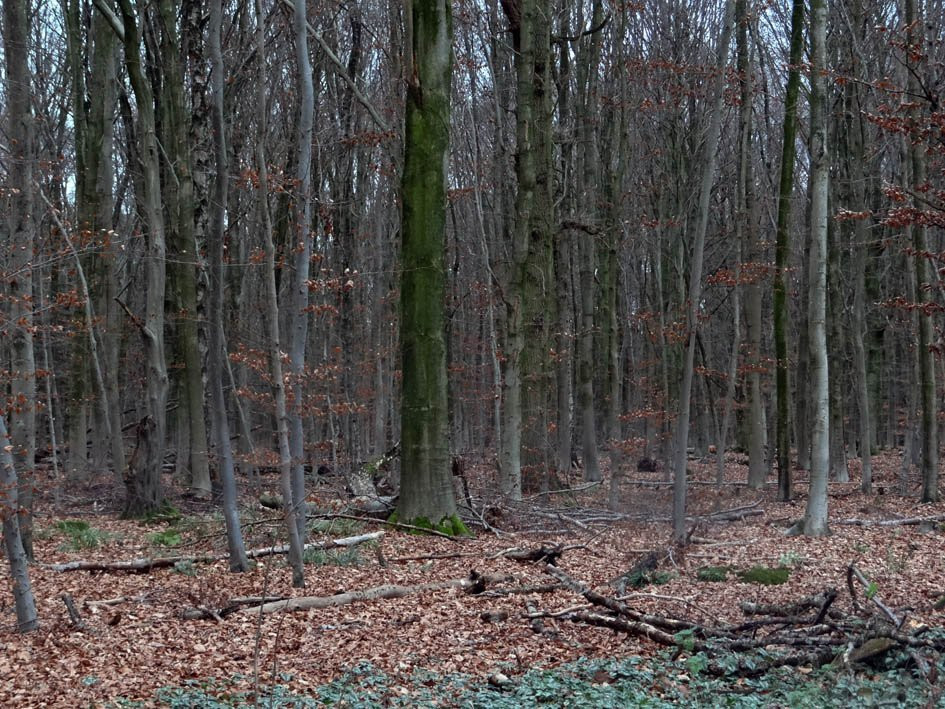 Reichswald景点图片