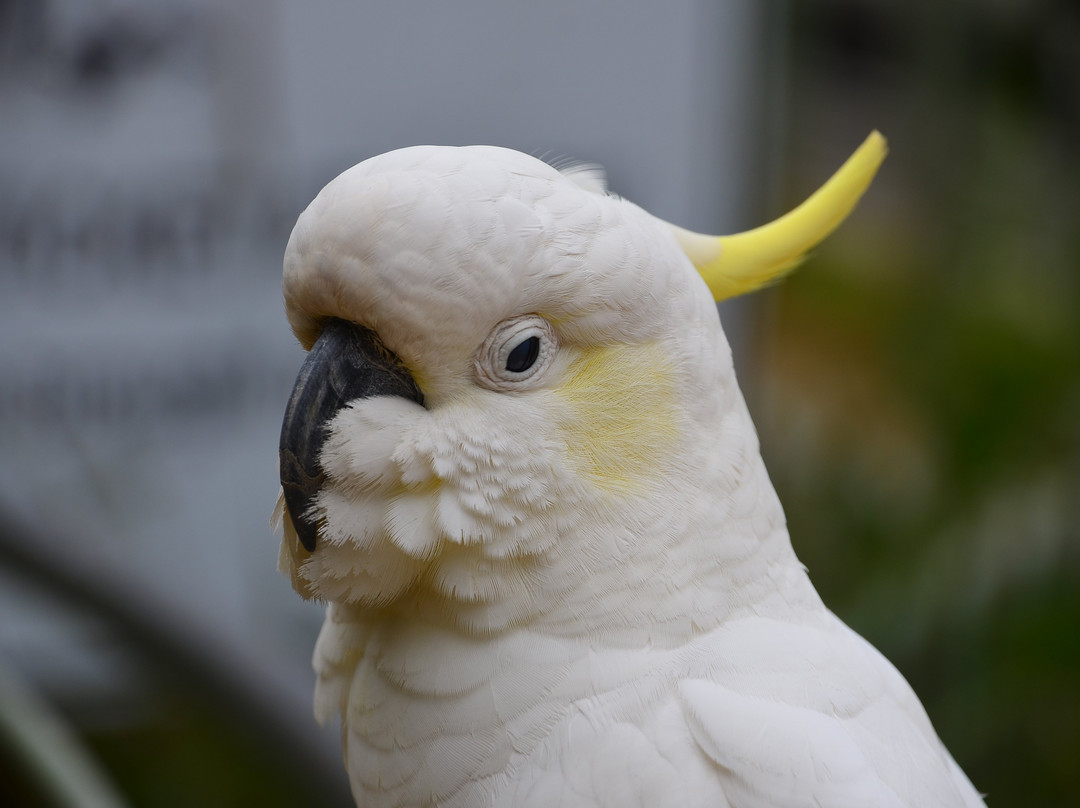 Grants on Sherbrooke-Kallista必去景点