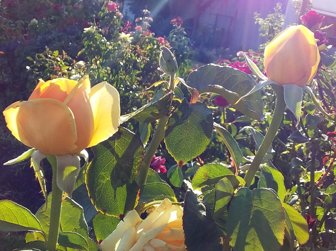 Rustons Distillery-Renmark必去景点