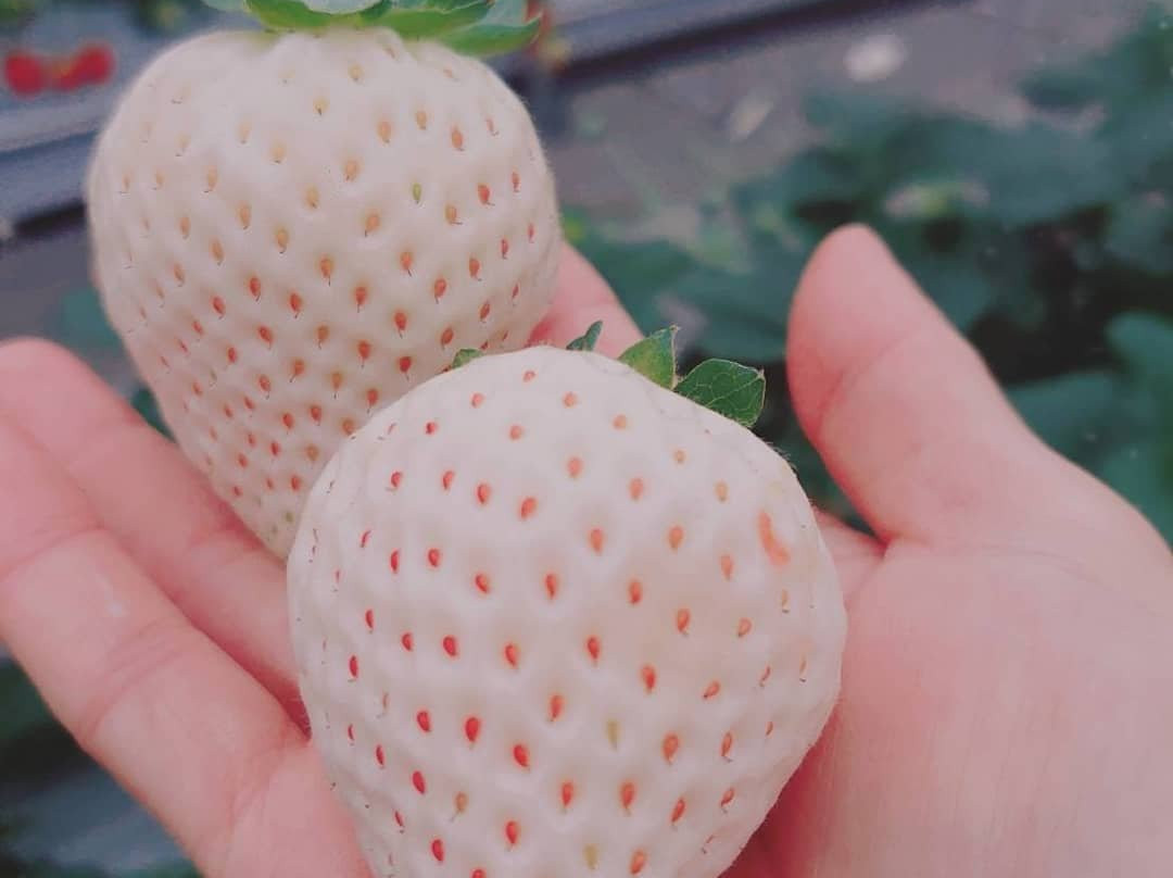 Berry no Mori-小田原市必去景点