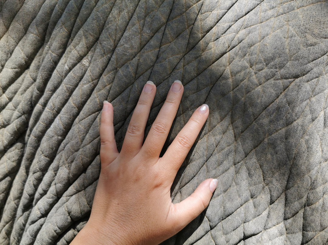 Lanta Elephant Sanctuary景点图片