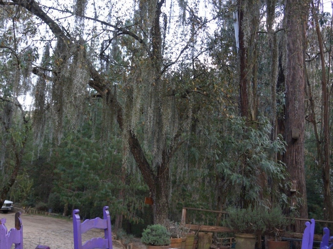 Rancho San Martin Lavanda景点图片