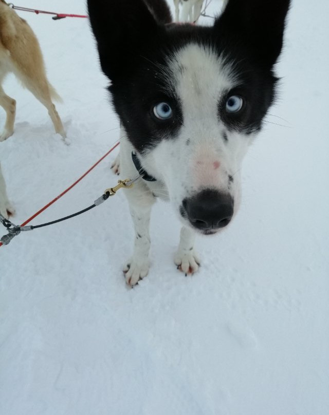 Roros Husky Day Tours景点图片