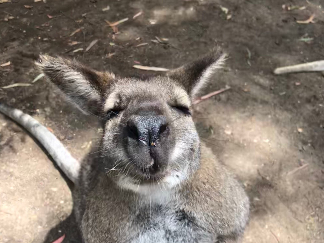Fraser Coast Wildlife Sanctuary景点图片