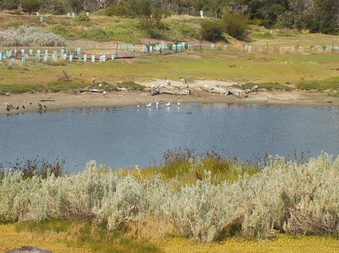 Newells Paddock Wetlands景点图片