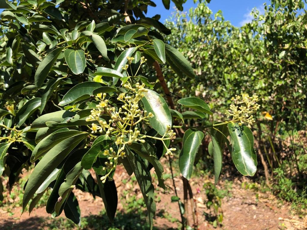 Shikra Cinnamon-Gandara必去景点